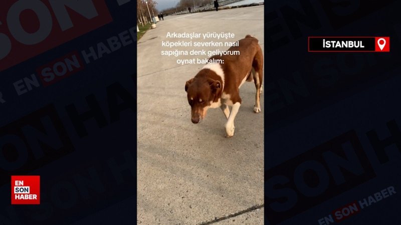 Genç kız sevdiği sürü köpeğin saldırısına uğradı