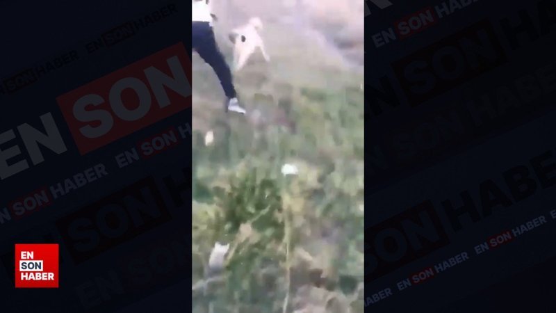 Ankara'da okula giden çocuklara sokak köpekleri saldırdı