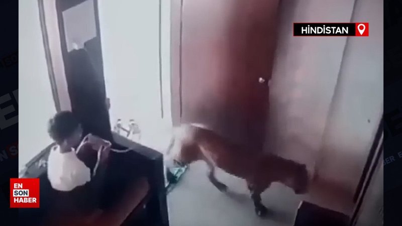 Hindistan'da telefonla oyun oynayan çocuğun odasına leopar girdi
