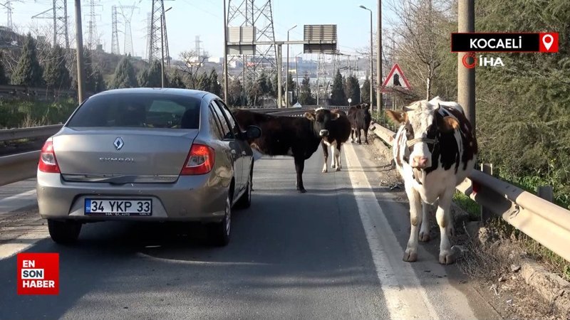 TEM Otoyolu'na giren büyükbaşlar ortalığı birbirine kattı