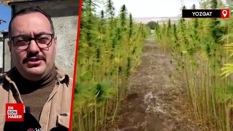Kenevirle inşa edilen yapılar çevresel faktörlerine dayanıklı