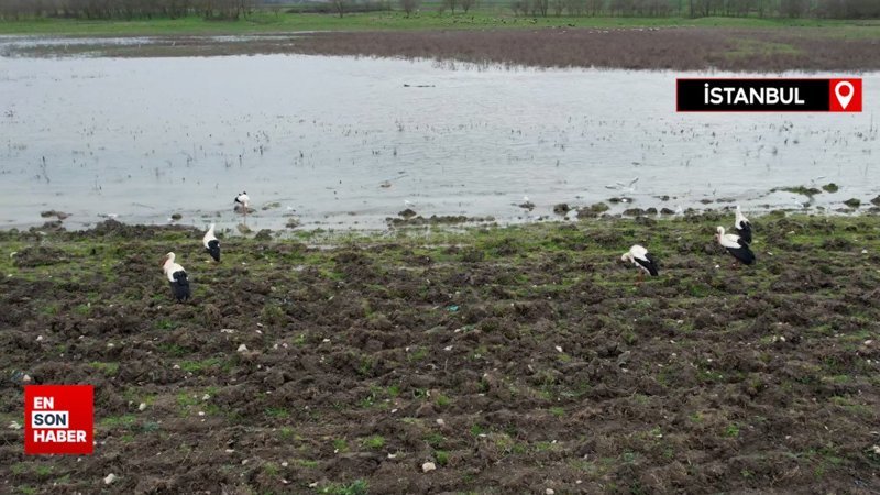 Göç yolculuğundaki Leylekler İstanbul'da havadan görüntülendi