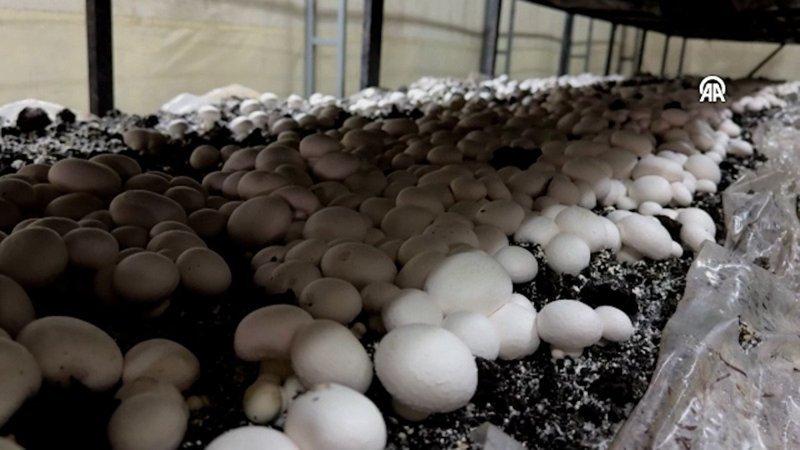 Aksaraylı kadın girişimci devlet desteğiyle atıl arazisini tarıma kazandırdı