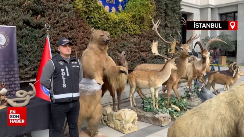 İstanbul’da 85 yaşındaki avcının kaçak hayvan müzesi