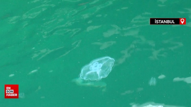 İstanbul'da denizanalarındaki artış sonrası müsilaj uyarısı