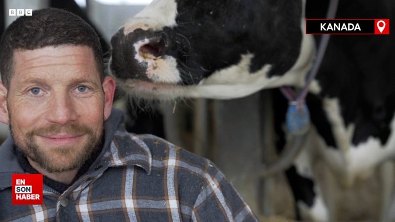 Kanada'daki çiftlik, ineklerin metan gazına karşı önlem alıyor