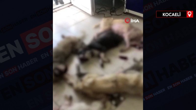 İzmir’de onlarca köpek katledildi