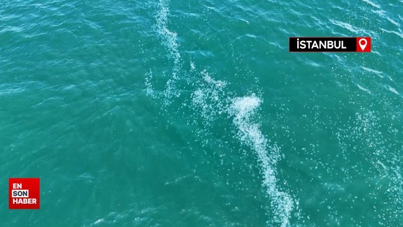 Kilometrelerce uzunlukta denizanası istilası