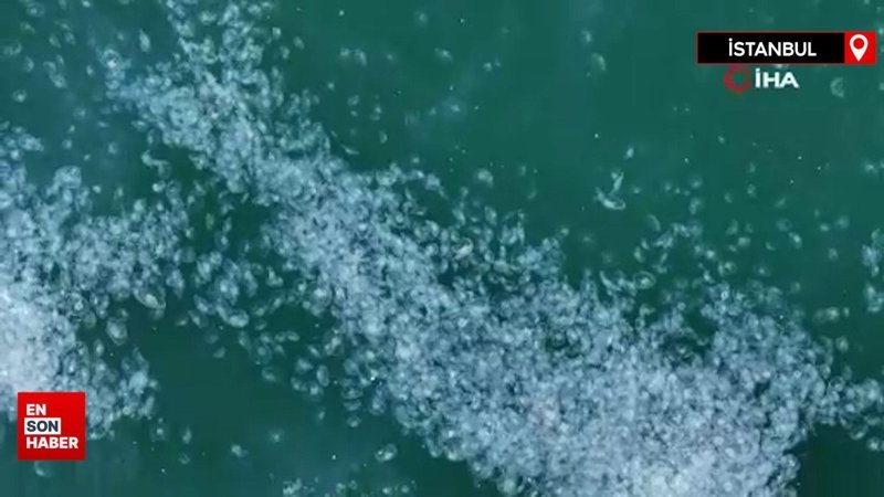 Marmara Denizi’nde denizanası istilası