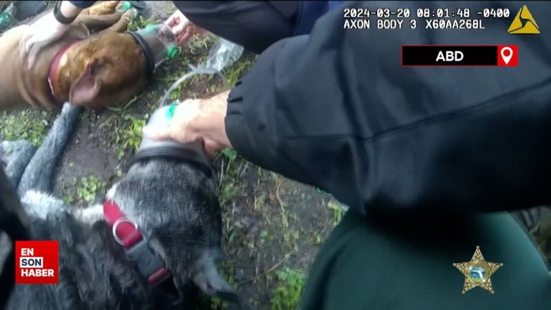 ABD’de yanan evden kurtarılan iki köpek, ilk yardımla hayata döndü