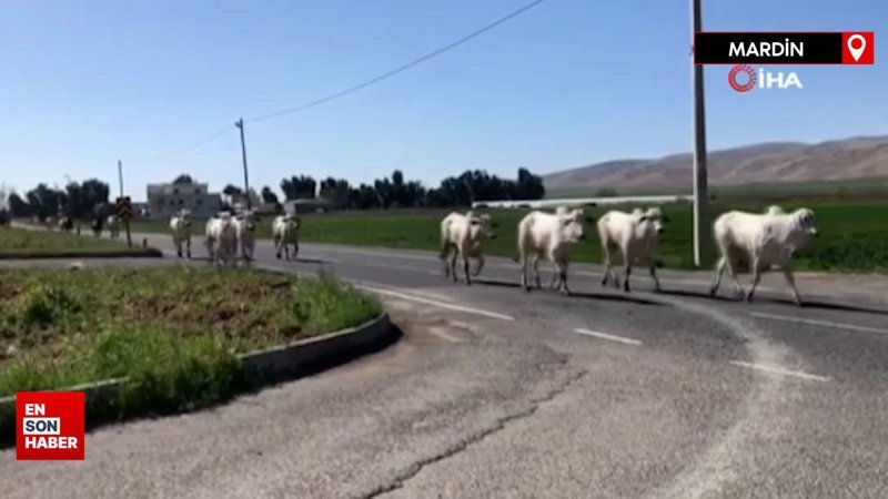 Mardin'de kaza yapan tırdaki büyükbaşlar kara yoluna indi