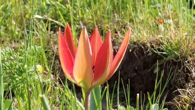 Manisa'da yılda bir kez açan bu laleleri koparmanın cezası: 387 bin lira