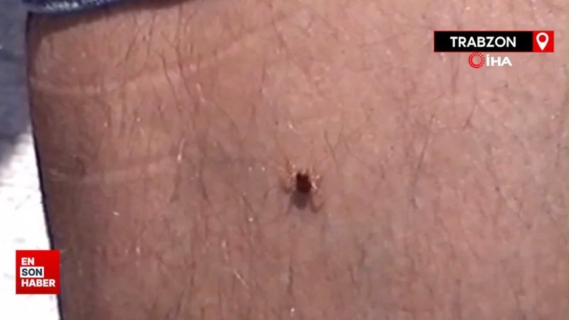 Prof. Dr. Gürdal Yılmaz: Havalar ısındı, yılın ilk kene vakası görüldü