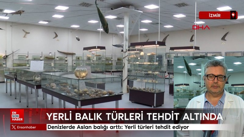 Denizlerde Aslan balığı arttı: Yerli türleri tehdit ediyor