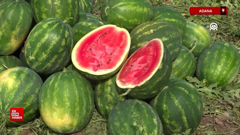 Adana'da sezonun ilk karpuz hasadı yapıldı