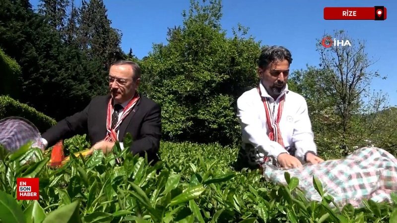 Çaykur Rizespor Teknik Direktörü İlhan Palut Rize'de çay topladı