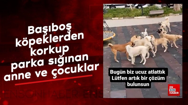 Başıboş köpeklerden korkup parka sığınan anne ve çocuklar