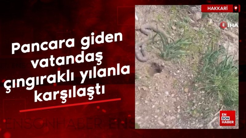 Hakkari'de pancara giden vatandaş çıngıraklı yılanla karşılaştı