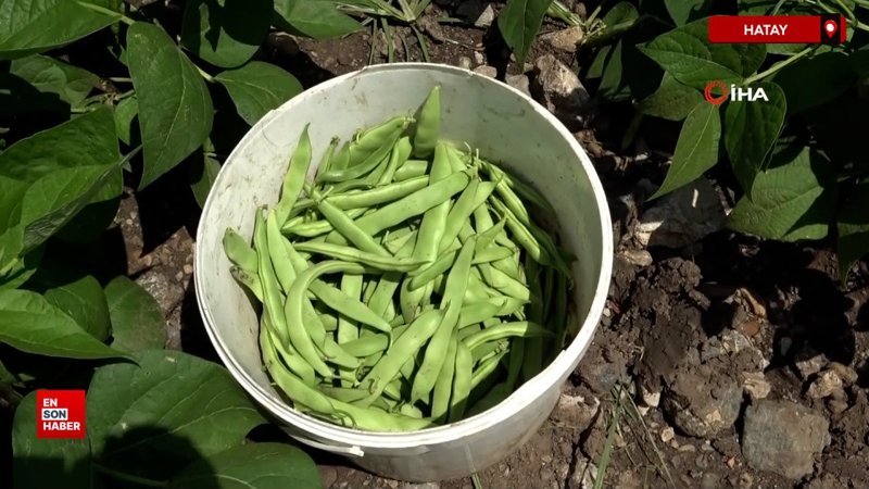 Hatay'da hasadı başlayan taze fasulye tarlada 50 TL’ye satılıyor