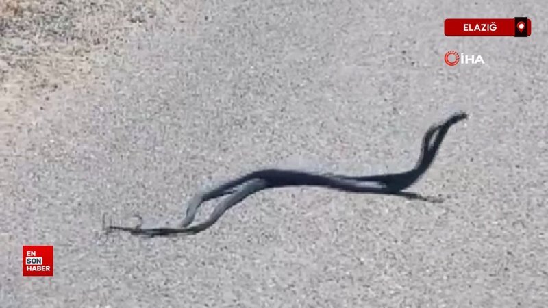 Yılanların çiftleşme dansı