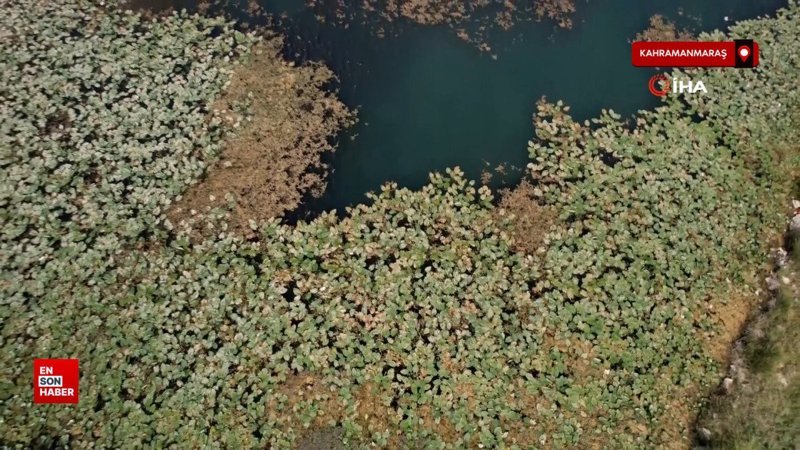 Göldeki nilüfer çiçeklerini koparmanın cezası 150 bin lira