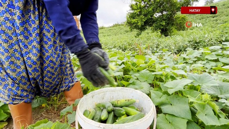 Hatay'da salatalık tarladan 5 TL'den alıcı buluyor