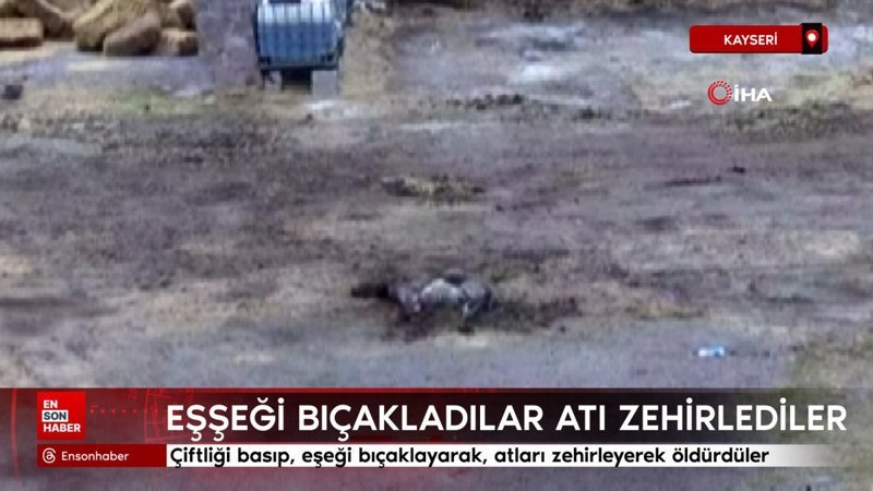 Kayseri'de çiftliği basıp, eşeği bıçaklayarak, atları zehirleyerek öldürdüler