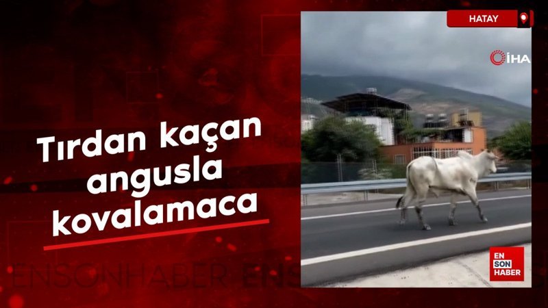 Hatay'da tırdan kaçan angusla kovalamaca