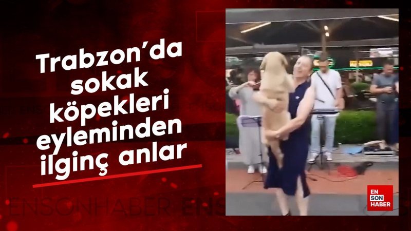 Trabzon'da sokak köpekleri eyleminden ilginç anlar