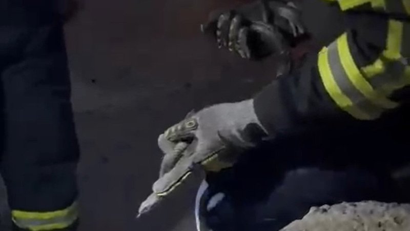 Hatay'da itfaiyeci yılanı kurtardı, su içirdi