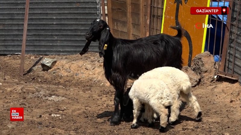 Gaziantep'te ikiz kuzulara annelik yapan keçi