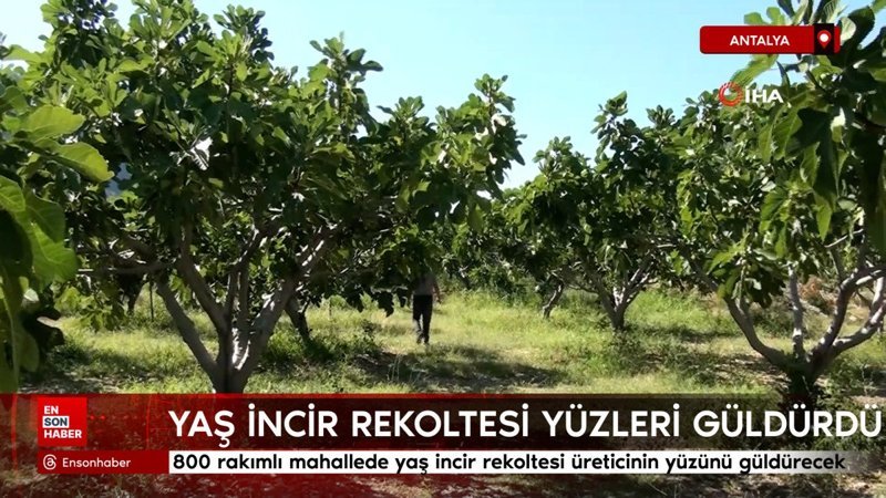 Antalya'da  yaş incir rekoltesi üreticinin yüzünü güldürecek