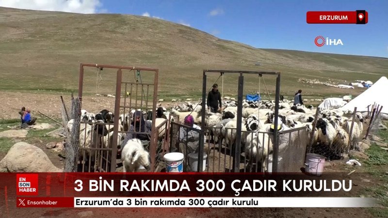 Erzurum'da 3 bin rakımda 300 çadır kurulu