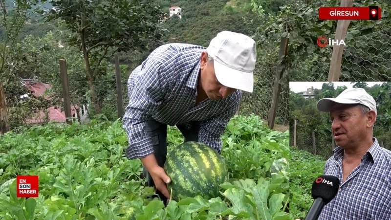 Giresun'da fındık üreticisi Adana karpuzu yetiştiriciliğine başladı