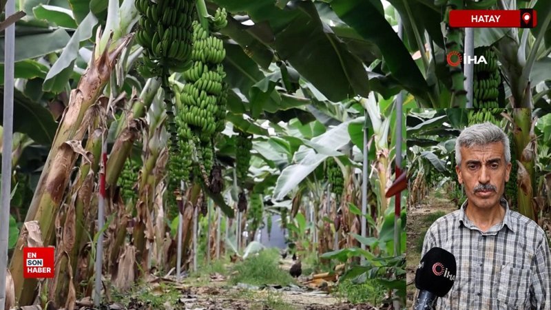 Hatay'da deprem bölgesinde serada bereketli muz hasadı