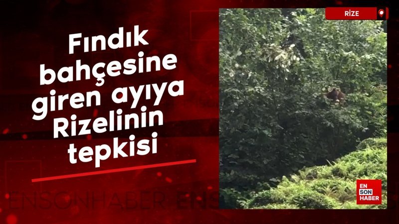 Fındık bahçesine giren ayıya Rizelinin tepkisi: İnsan bir izin alır