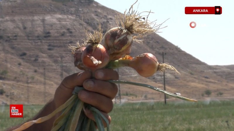 Ankara'da soğan tarlada yandı