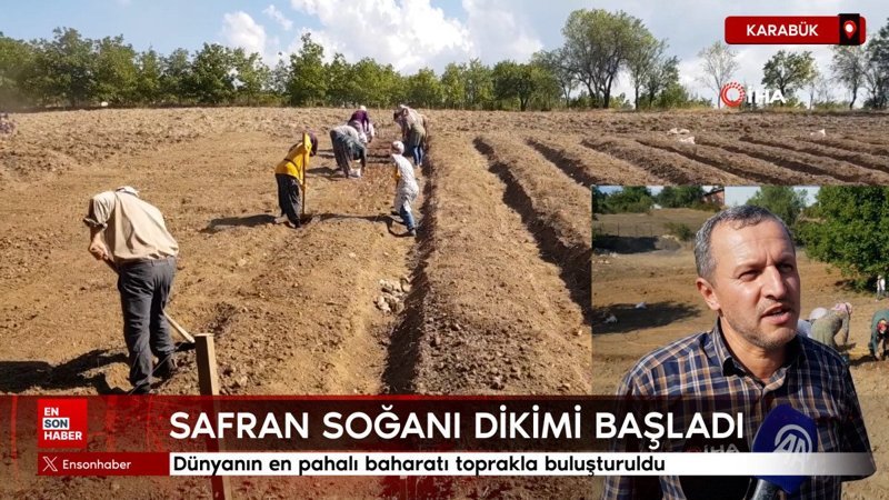 Karabük'te safran soğanı dikimi başladı