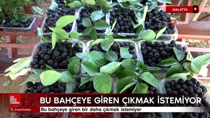 Malatya'da bu bahçeye giren bir daha çıkmak istemiyor