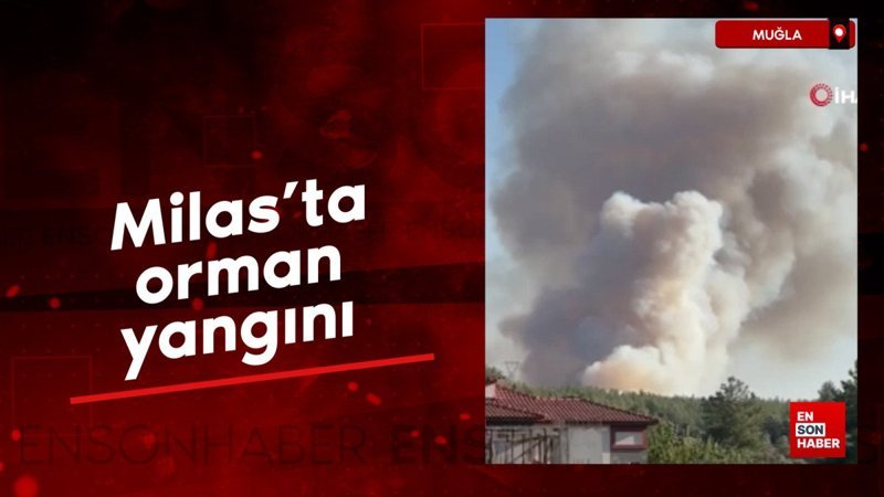 Muğla'da yeni orman yangını