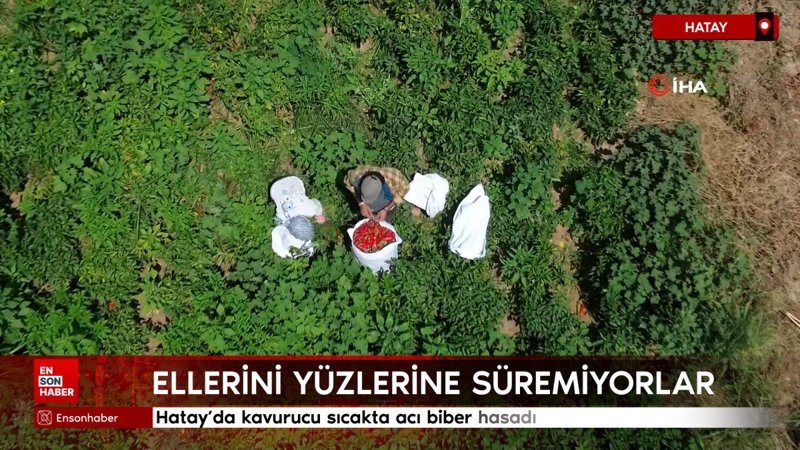 Hatay'da kavurucu sıcakta acı biber hasadı