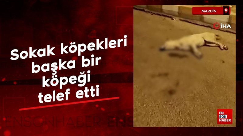 Mardin'de başıboş köpekler başka bir köpeği parçaladı