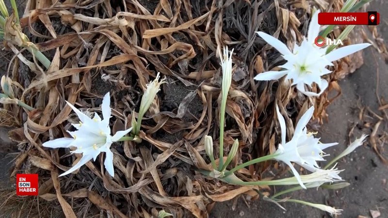 Mersin'de ilk kum zambakları çiçek