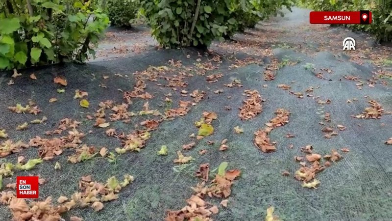 Samsun'da fındıklar 'file' ile hasat ediliyor