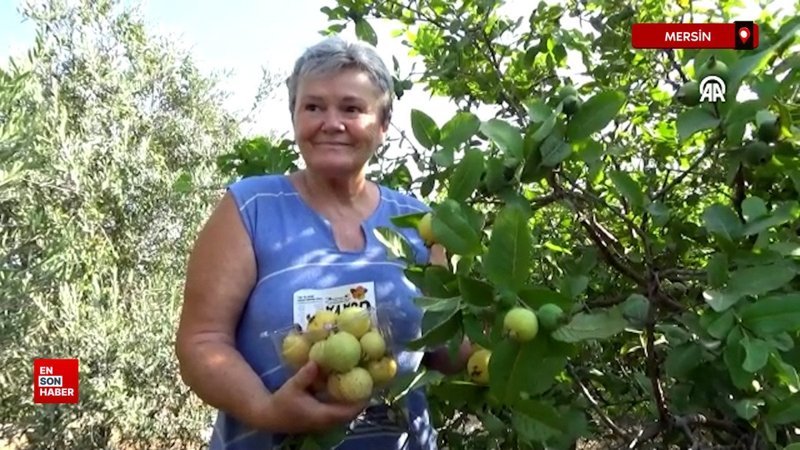 Mersin'de tropikal meyve guavanın hasadı başladı