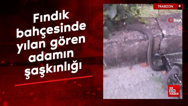Trabzon'da fındık bahçesinde yılan gören adamın şaşkınlığı