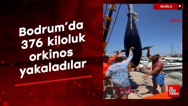 Bodrum'da amatör balıkçılar 376 kiloluk dev orkinos yakaladı