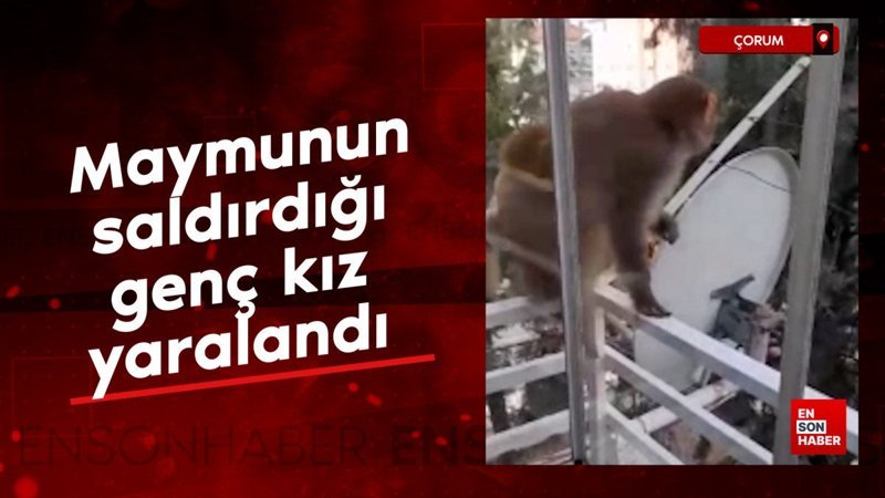Çorum'da firari maymunun saldırdığı kız hastanelik oldu