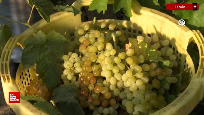 İzmir'de çekirdeksiz üzümün hasadı da kurutma mesaisi de erken başladı