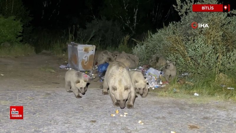 Nemrut'a pikniğe giden vatandaşlar ayı sürprizi ile karşılaşıyor
